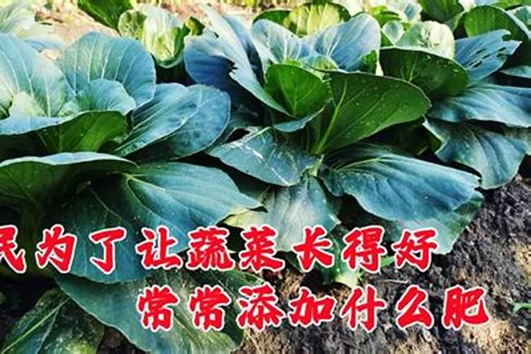 种菜地底肥用什么肥料最好