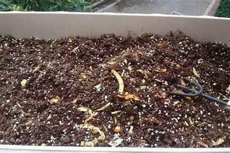 种菜用什么肥料最好