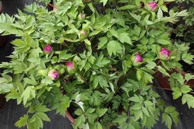 耕地除野青蒿用什么除草剂？