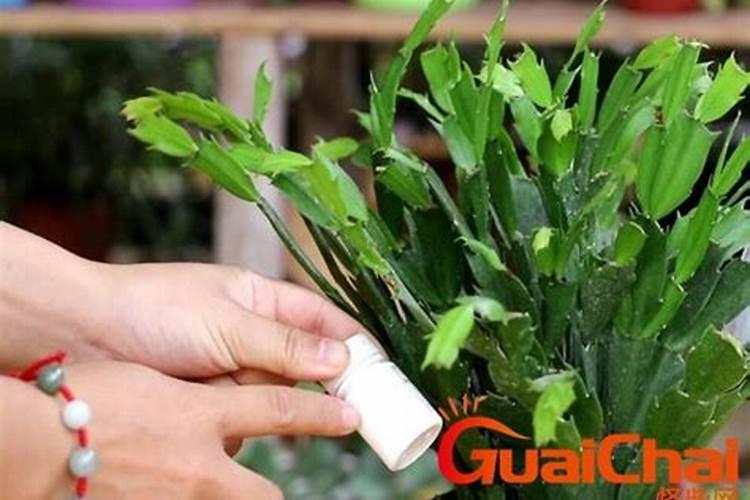 硼肥的正确使用方法