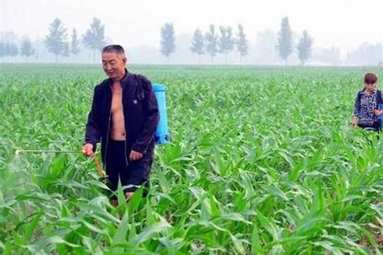 如果不买肥料,生活中可以有哪些可以浇花的含氮磷钾的东西？