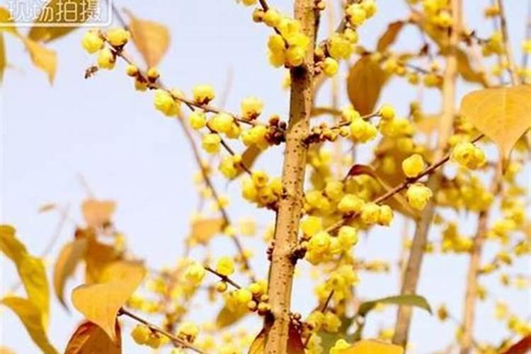 腊梅树叶子发黄干枯怎么办(叶子干枯最好的补救办法)