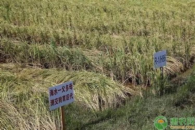 柳树秋天能施磷酸二氢钾叶面肥吗？