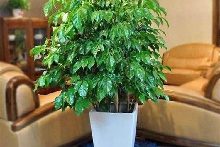 幸福树换盆后如何施肥,勤施淡肥/氮肥和钾肥最好