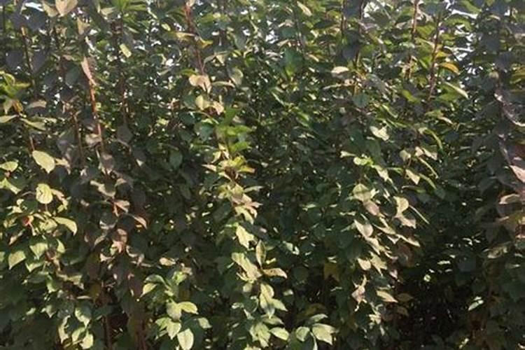 李子树开花时的管理方法