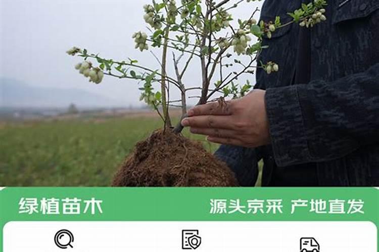 蓝莓能施复合肥吗
