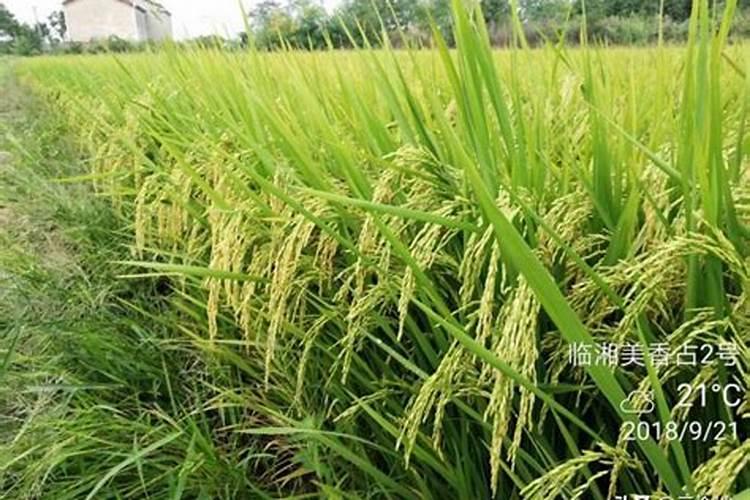 磷酸二氢钾一克兑多少水,一亩地用多少克