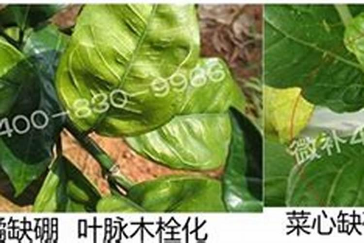 水溶肥使用时注意事项、方法与用量？