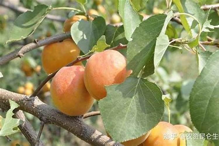 杏树种植后期怎么施肥 什么时候施肥好