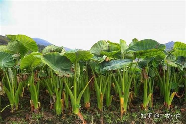 芋头追肥用什么肥料好