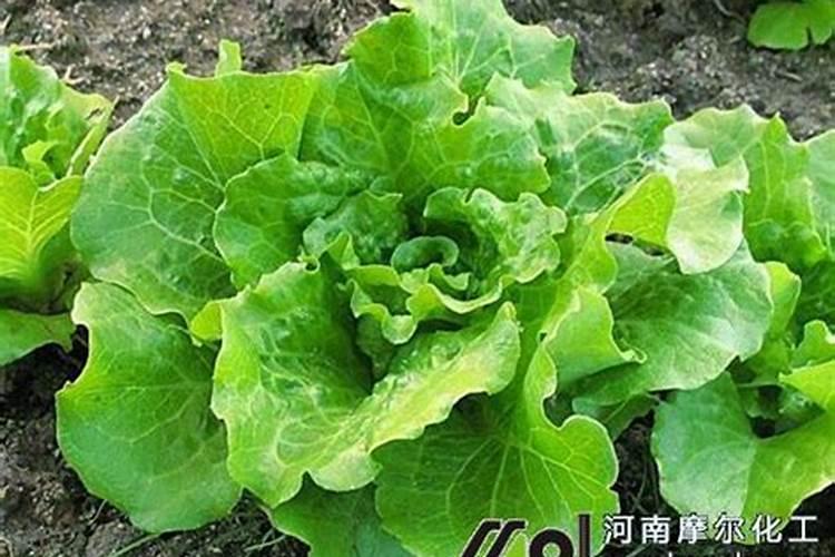 生菜追肥用什么肥料见效快(种生菜用什么肥料冲施最好)