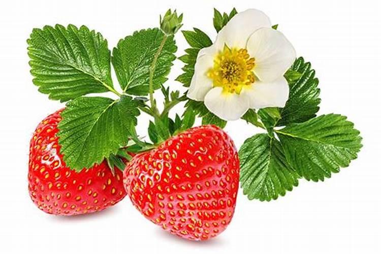 盆栽草莓用什么肥料好