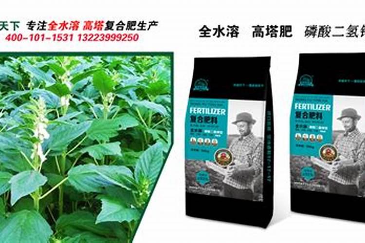 黄豆豆浆发酵,种菜好吗？