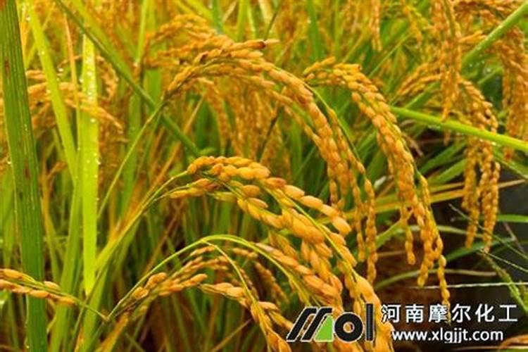 农博金草苍术种植施肥过多会造成营养过剩吗？