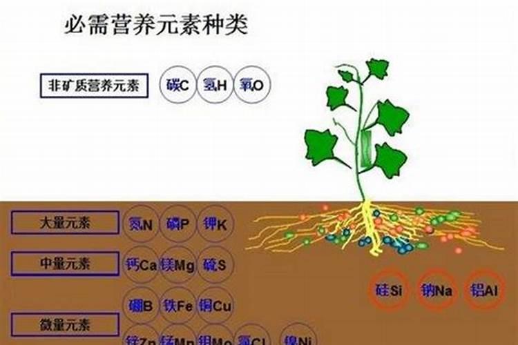植物生长需要什么营养物质