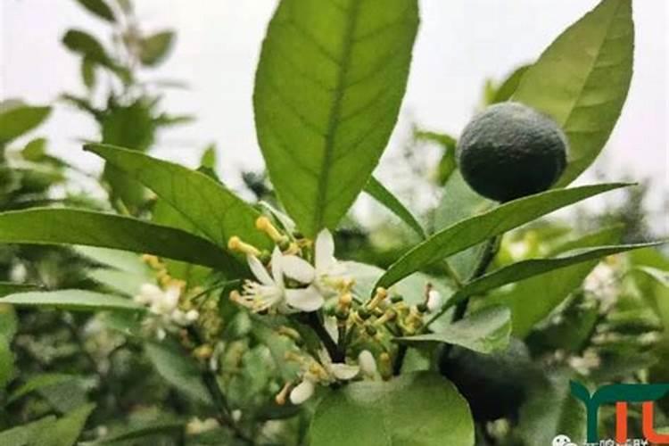 我种了三棵沃柑十一月份就开花了,是正常开花吗？