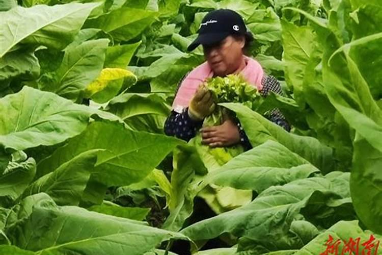 一亩烤烟用多少钾肥 什么时候施钾肥好