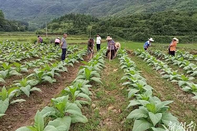 烤烟种植技术与方法