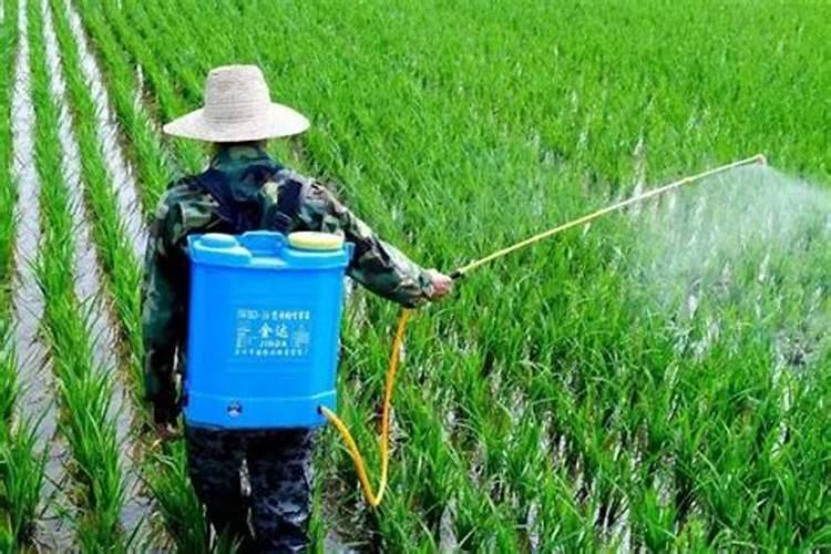 尿素可以喷施叶面肥吗