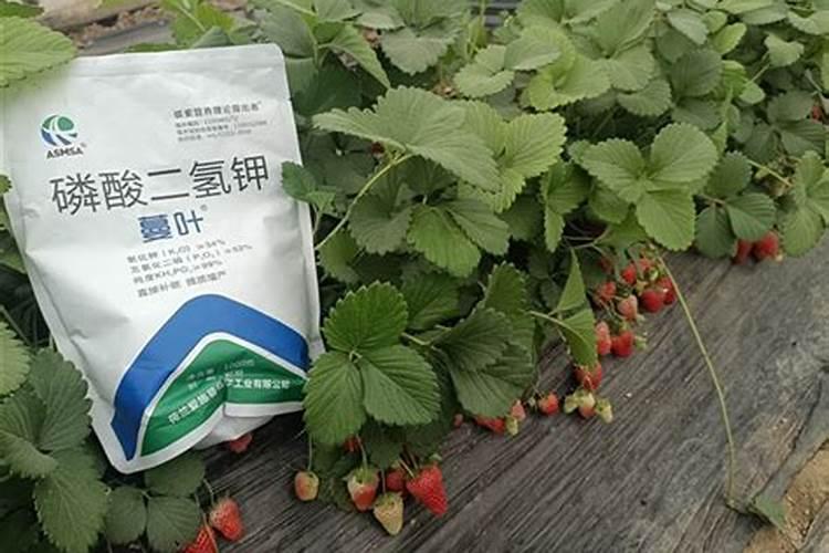 磷酸二氢钾怎么用草莓