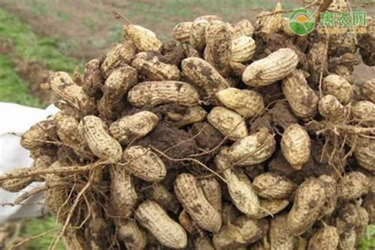 微量元素肥料的使用方法是什么