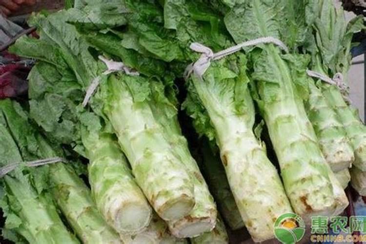 请问各位农业专家,莴笋的种植技术？