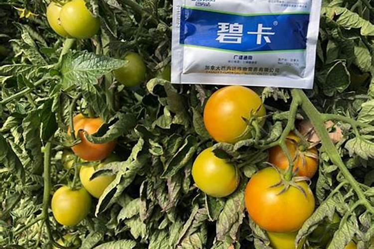 微量元素肥料有哪些 微量元素肥料有什么作用