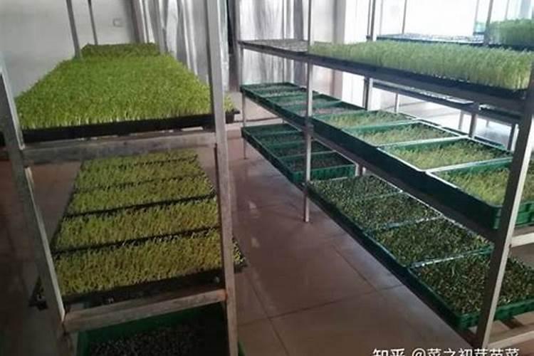 紫花苜蓿草长的太细很容易死