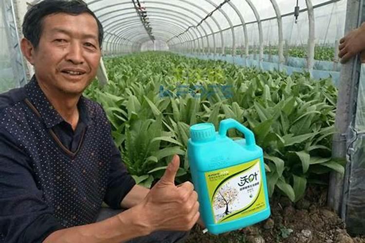 大棚里的大樱桃每个时期都怎么管理？