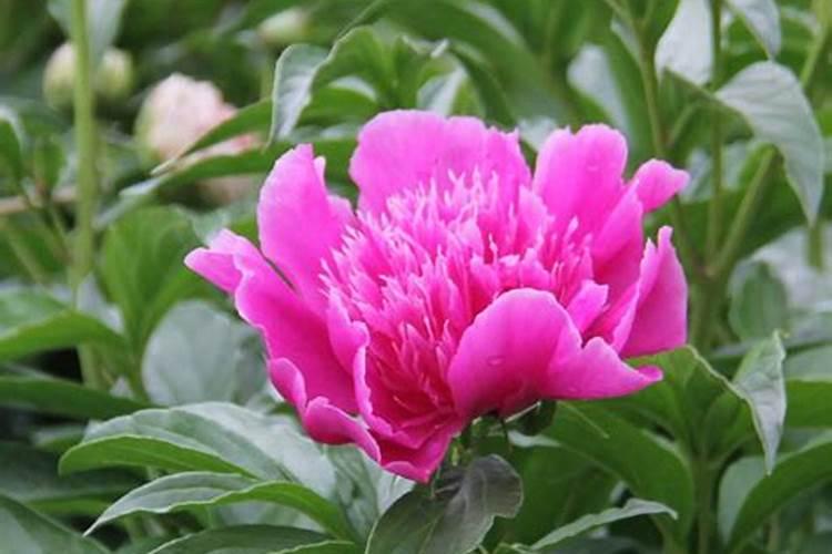 芍药施肥时间和方法,芍药喜欢什么肥料