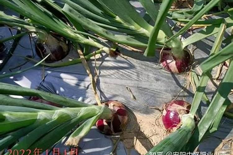 洋葱用什么肥料能使洋葱生长快