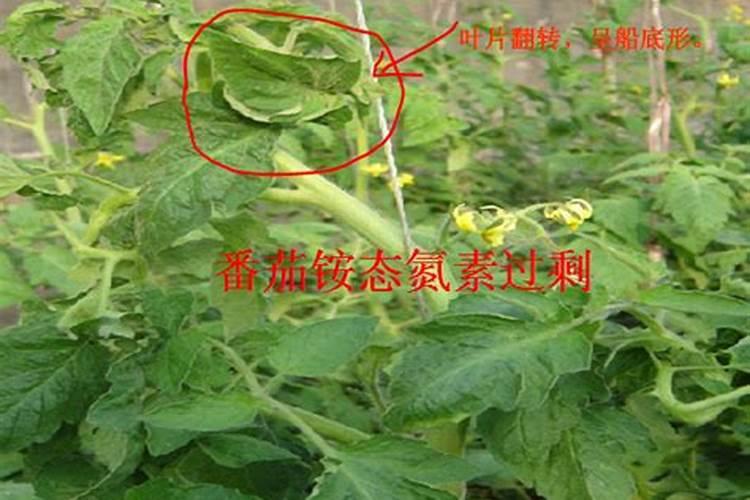 我种的番茄施肥过量了,怎么办
