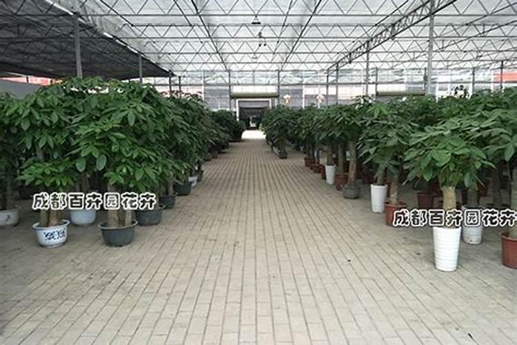 樱桃的种类有哪些