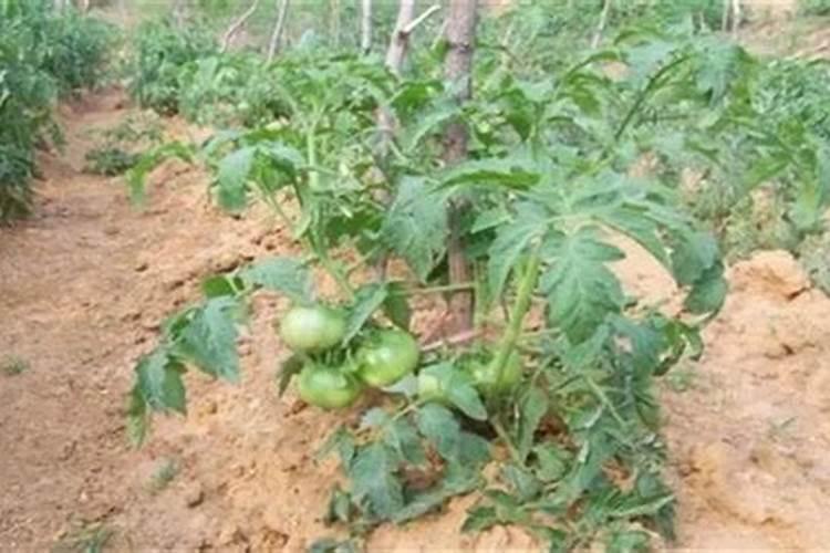 种番茄用什么肥料最好
