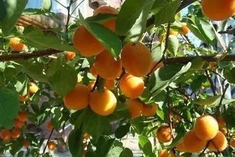 硫酸钾型复合肥给杏树施肥离多远？