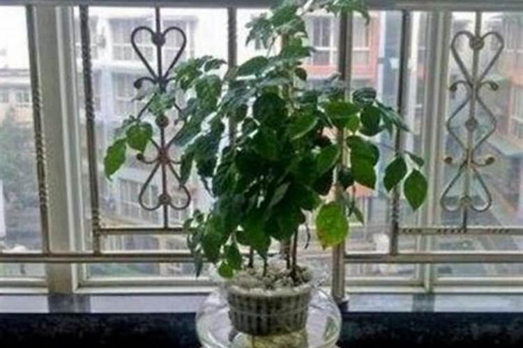 幸福树老桩发芽怎么养护 幸福树老桩发芽的养护方法