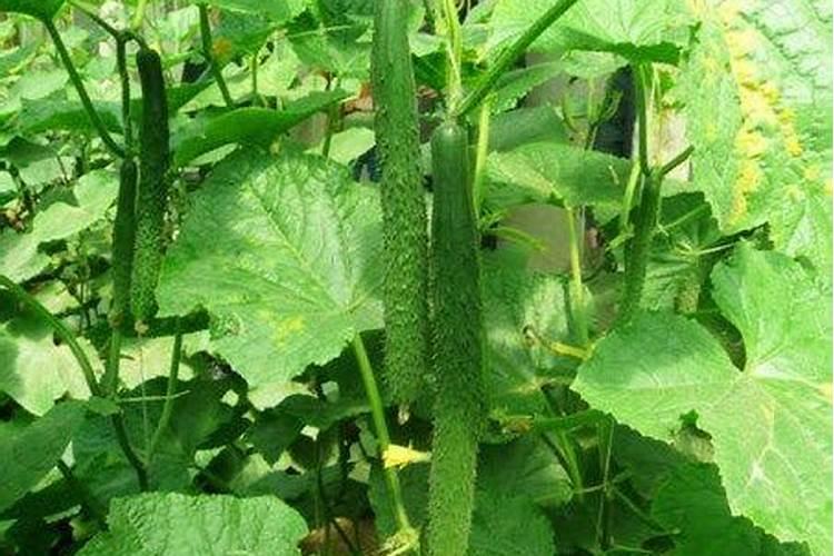 大棚芸豆上午浇水好还是下午浇水好？