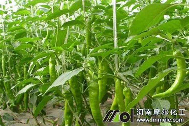 辣椒用什么肥料才能高产？