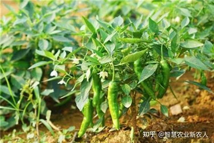 氮磷钾水溶肥可以喷施大棚茄子吗？