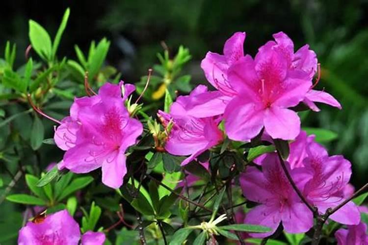 大棚茄子会开花不结果是什么原因？