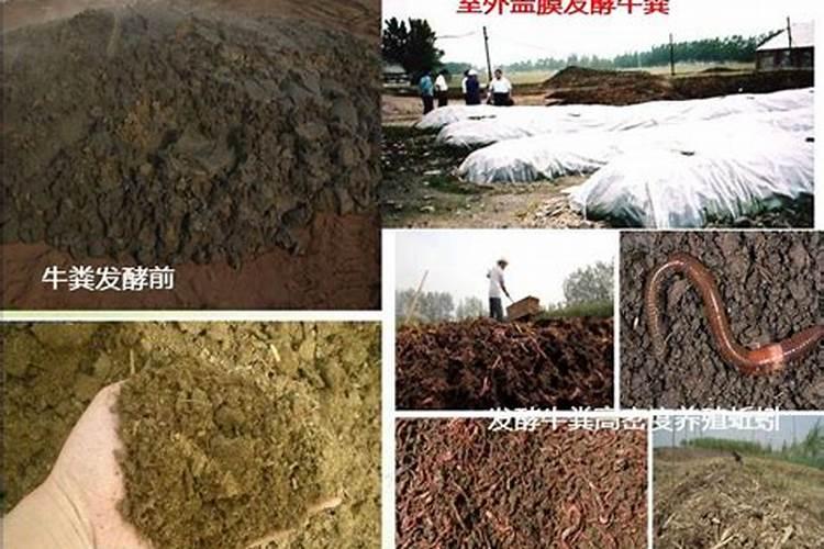 兔子粪便可以做肥料吗