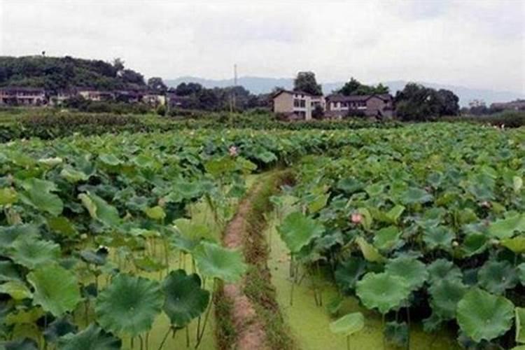 莲藕用什么肥料产量高