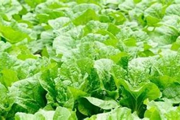 种植大白菜怎样施肥才产量高(种大白菜需要什么底肥)