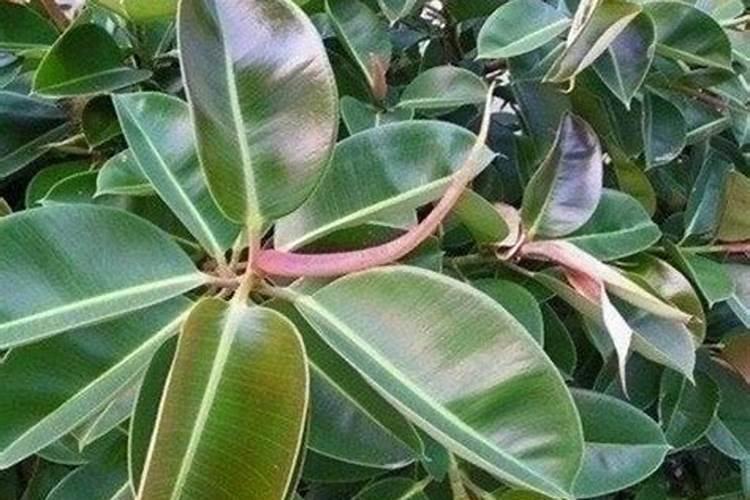 种菜用尿素还是复合肥