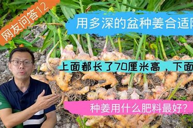 生姜用什么肥料才高产 附施肥方法