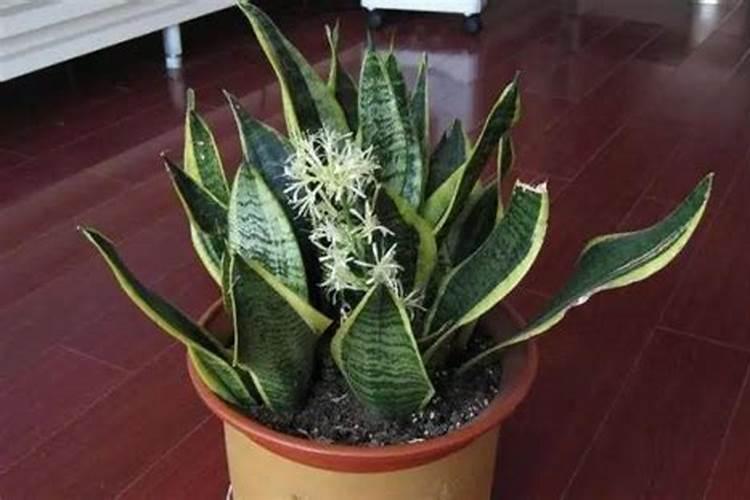 夏季虎皮兰如何施肥芽儿长得粗又壮