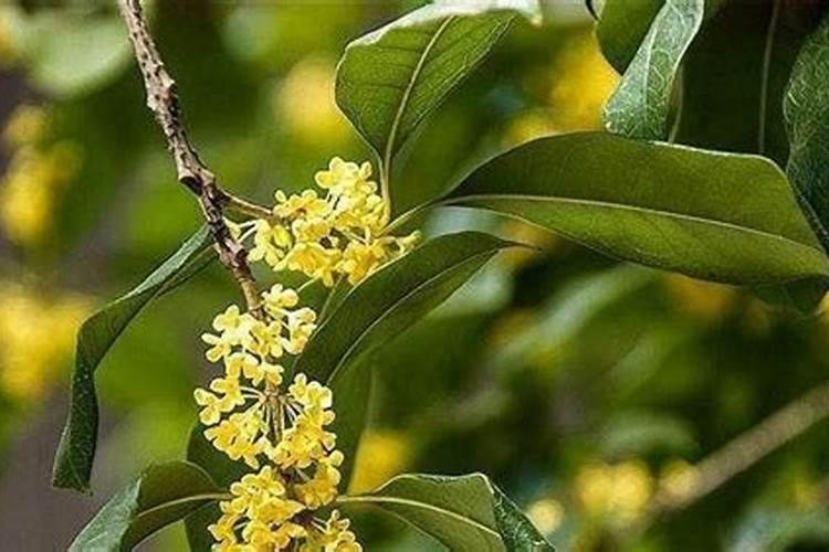 桂花树叶子尖发黄干枯怎么办