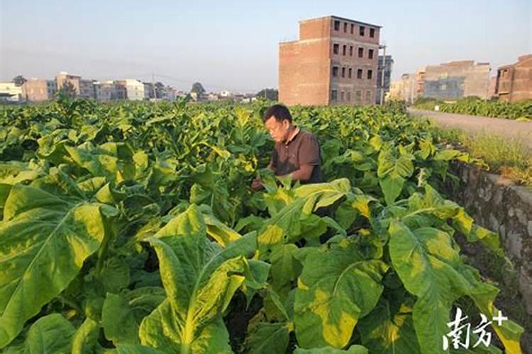 烤烟种植技术与方法