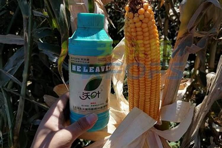 促进开花施什么肥料(果树促花用什么叶面肥好)