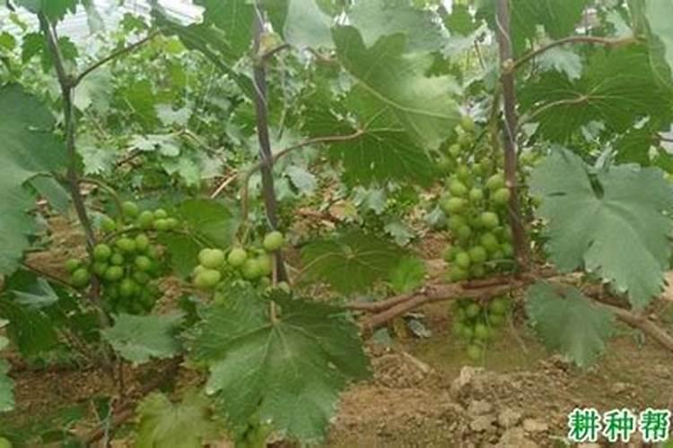 棉花施肥方案和配方